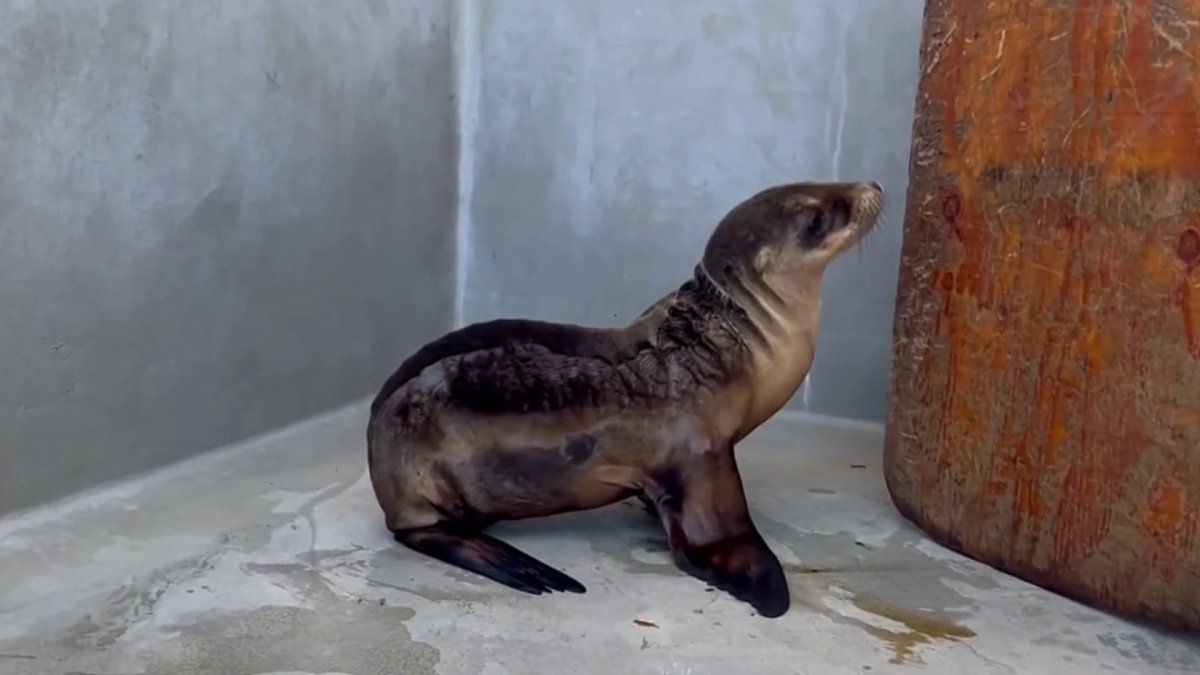 Sea lion pup found on a San Francisco street recovering from malnourishment – NBC Bay Area