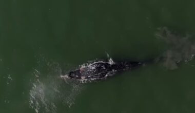 Bay Area congressman proposes bill to help prevent whale deaths – NBC Bay Area