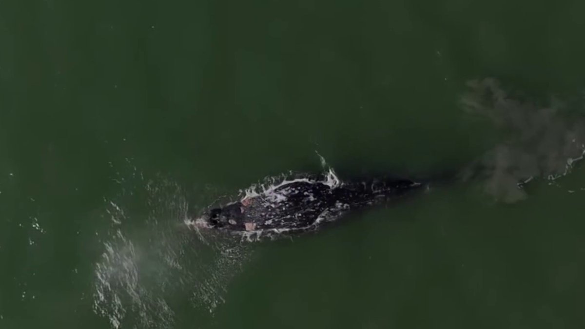 Bay Area congressman proposes bill to help prevent whale deaths – NBC Bay Area
