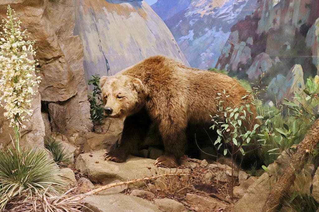 One of the few specimens of the extinct California grizzly is on display in a Santa Barbara museum.