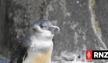 Long Beach penguins found dead in cave