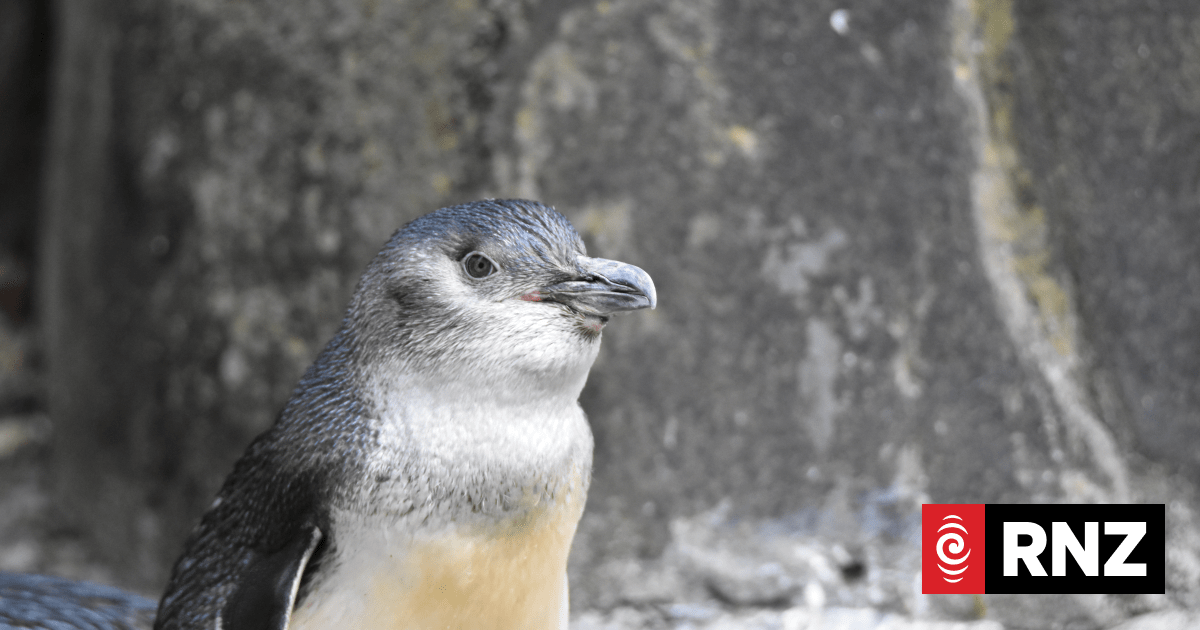 Long Beach penguins found dead in cave