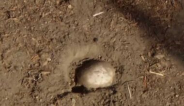 Possible human remains found during Easter egg hunt