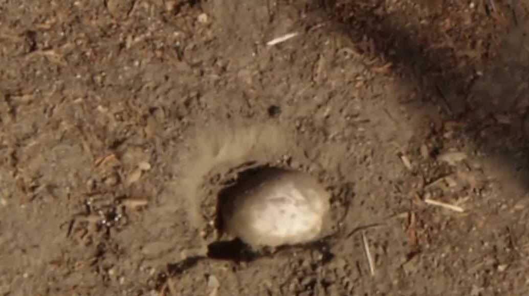 Possible human remains found during Easter egg hunt