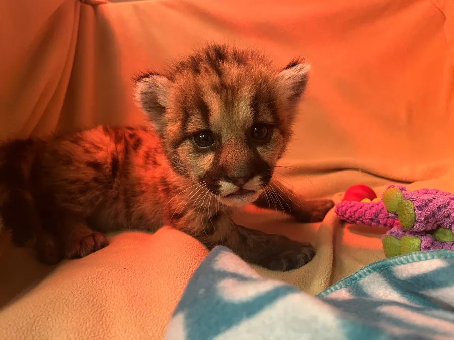 Three-week-old rescued mountain lion cub being bottle-fed and treated by veterinary staff at Oakland Zoo.