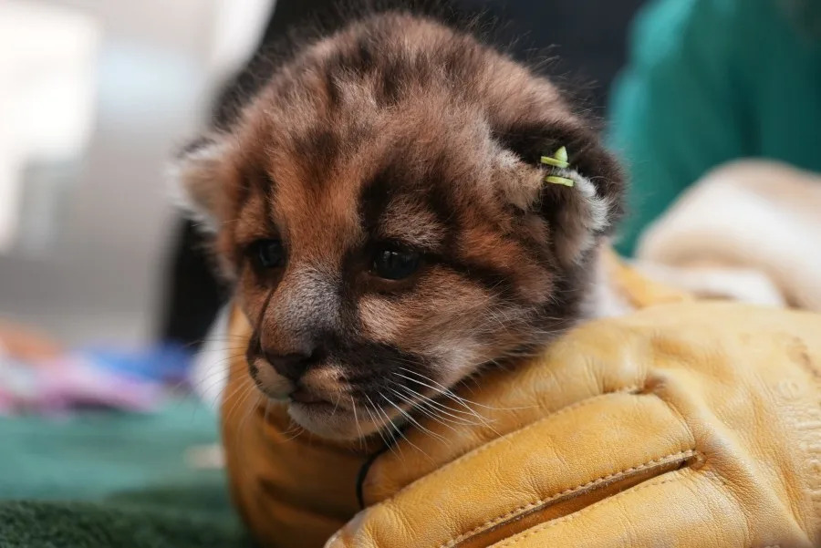 Three-week-old rescued mountain lion cub being bottle-fed and treated by veterinary staff at Oakland Zoo.