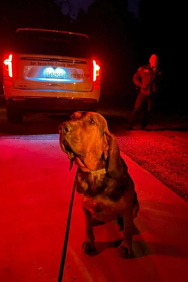 A San Bernardino County Sheriff's Department detection K9Credit: Rancho Cucamonga Police Department