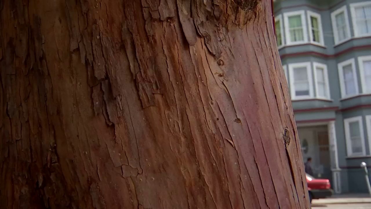 San Francisco woman kills, dismembers roommate