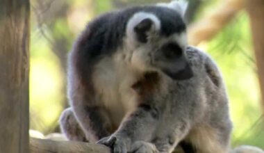 Sacramento council to vote on Sacramento Zoo expansion