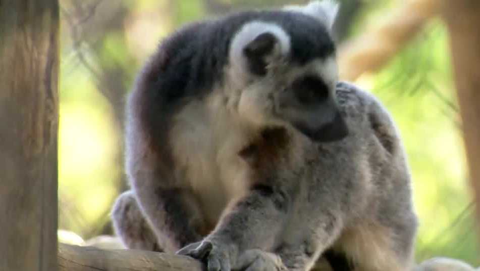 Sacramento council to vote on Sacramento Zoo expansion