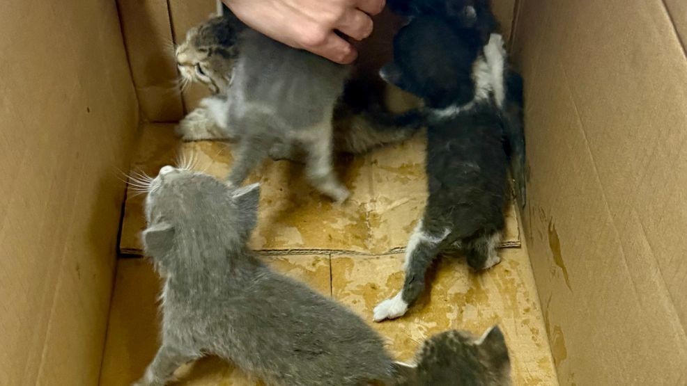 Deputy rescues six kittens from Selma substation ceiling (Photo: Fresno County Sheriff's Office)