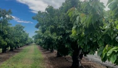 Dire situation for cherry growers in Santa Clara County