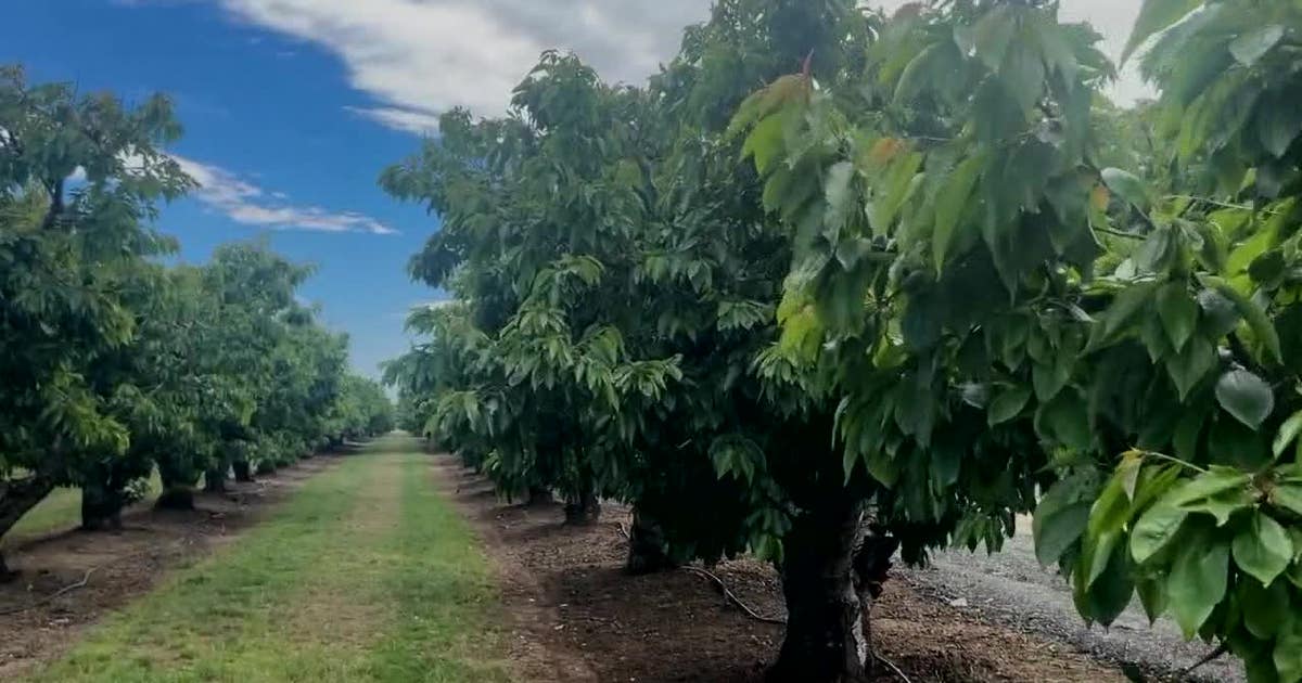 Dire situation for cherry growers in Santa Clara County