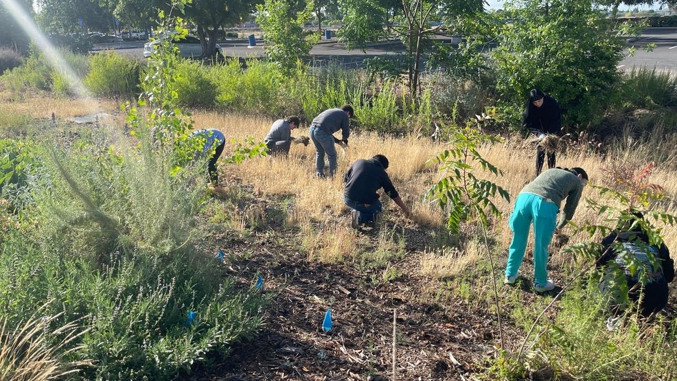 CSUB's Sustainability Department pull weeds in the Butterfly Garden on Earth Day PHOTO: KBFX{p}{/p}