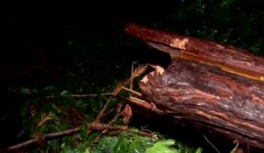 Severe weather causes widespread tree damage in Sacramento region