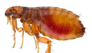 L.A. County Experiencing Record Number of Flea-Borne Typhus Cases