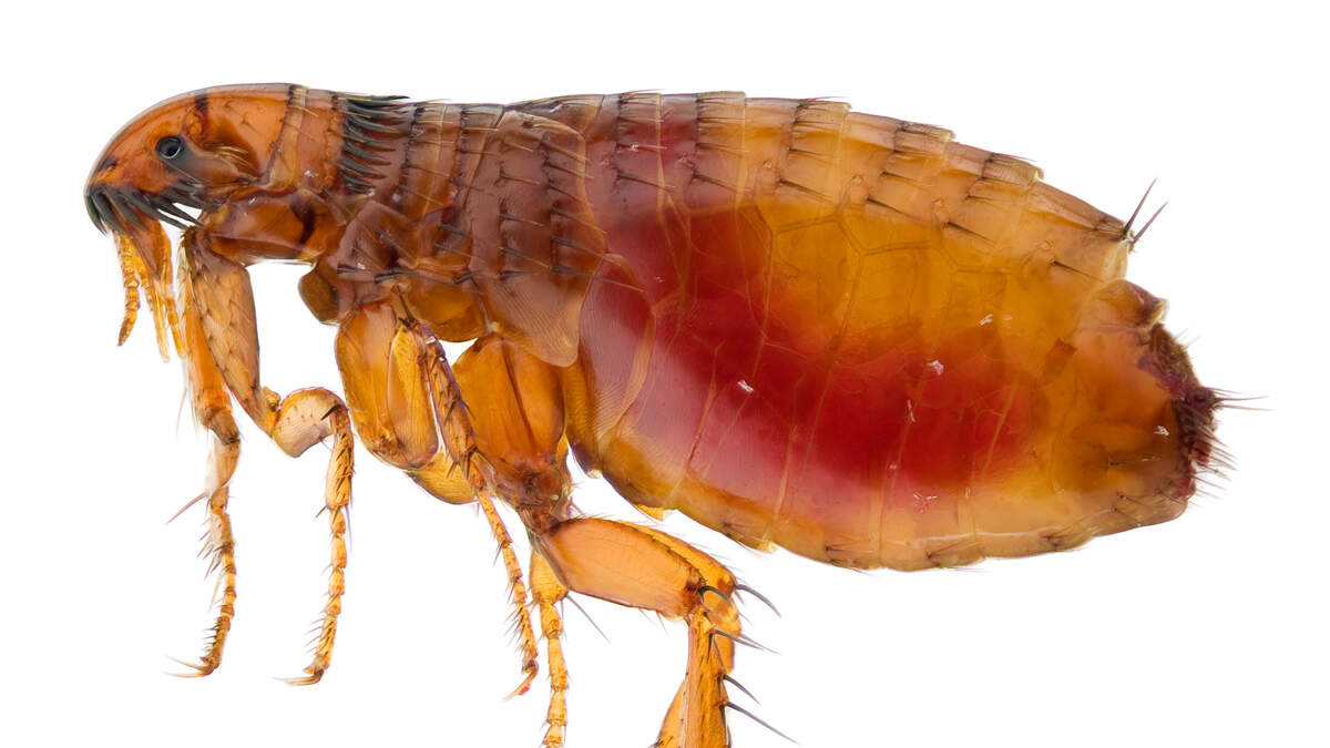 L.A. County Experiencing Record Number of Flea-Borne Typhus Cases
