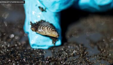San Joaquin County proclaims local emergency over invasive golden mussel