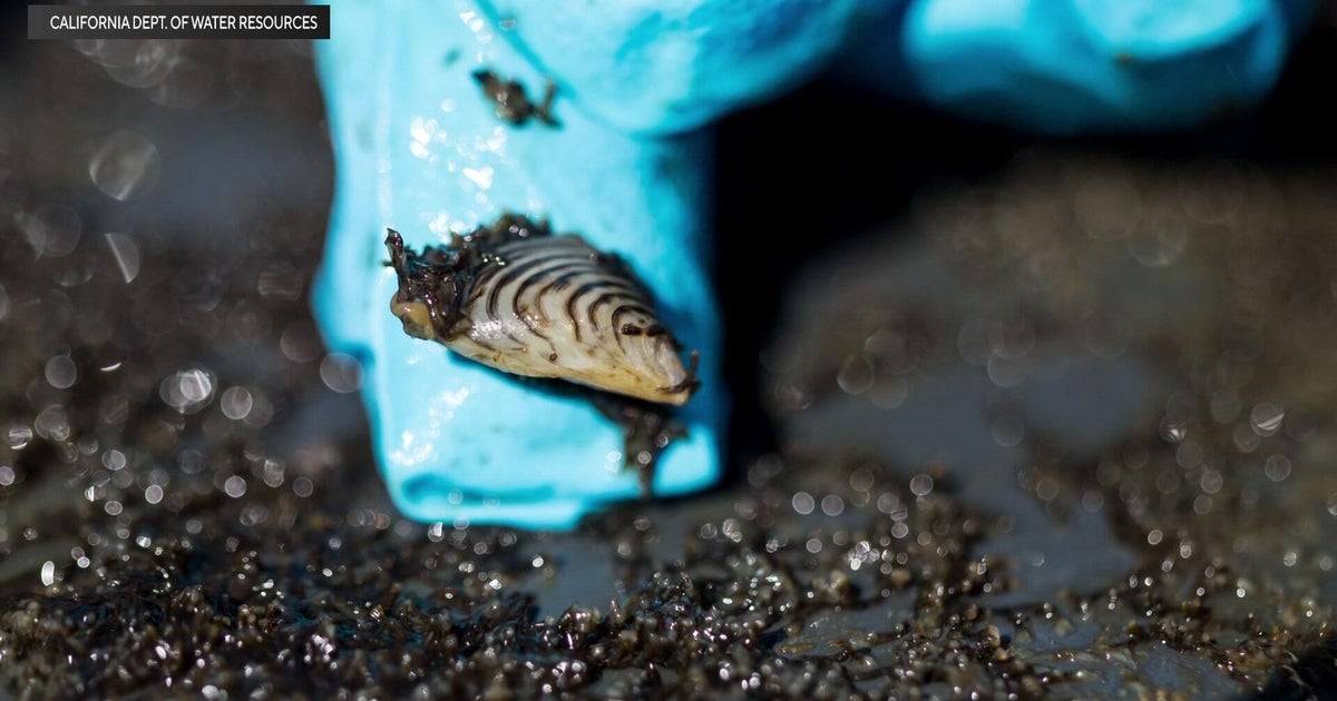 San Joaquin County proclaims local emergency over invasive golden mussel