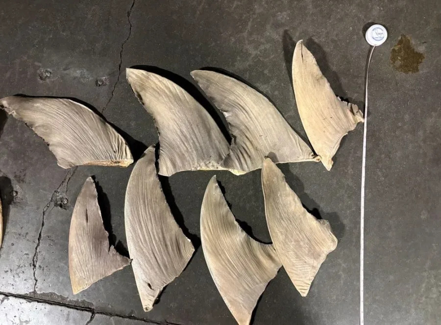 Authorities seized a shipment of shark fins found aboard a private jet arriving at a California airport in February of 2026. (CDFW)