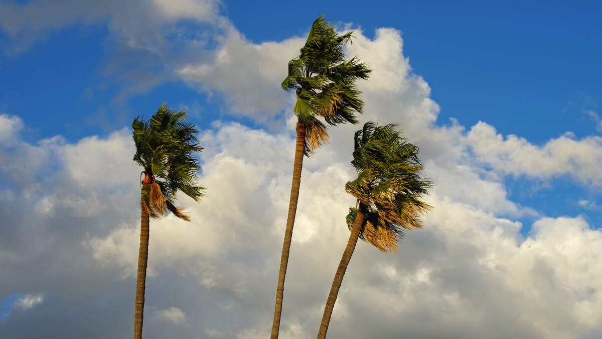 Gusty Santa Ana Winds Hit Southland; Light Rain Possible Next Week