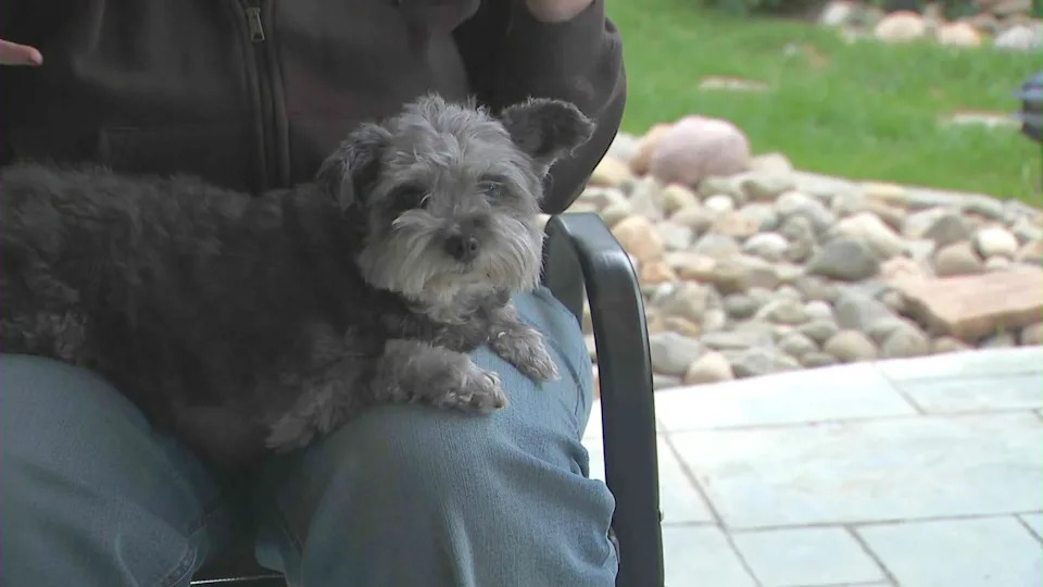 Michelle Bluestone was reunited with her dog, Lola, five years after the Schnauzer mix went missing in Reseda. (KTLA)
