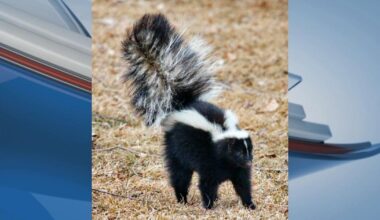 Oakland County resident contracts rabies from skunk bite | Health