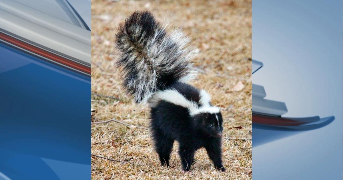 Oakland County resident contracts rabies from skunk bite | Health