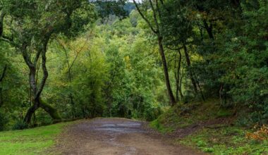 UCPD searching for potentially armed suspect on Fire Trails | Campus