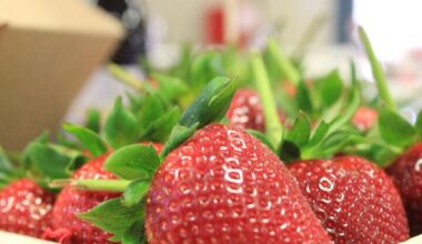 Women are growing what matters most in California's strawberry fields | Chamber Commentary | Commentary