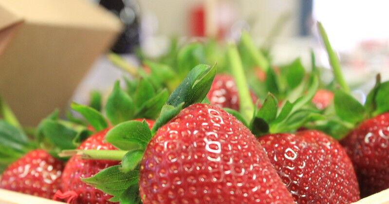 Women are growing what matters most in California's strawberry fields | Chamber Commentary | Commentary