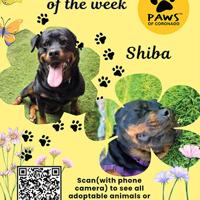 PAWS Pet-Of-The-Week | Coronado City News
