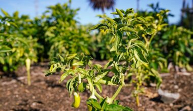 Farmworkers Day celebrated for the first time in California – Annenberg Media