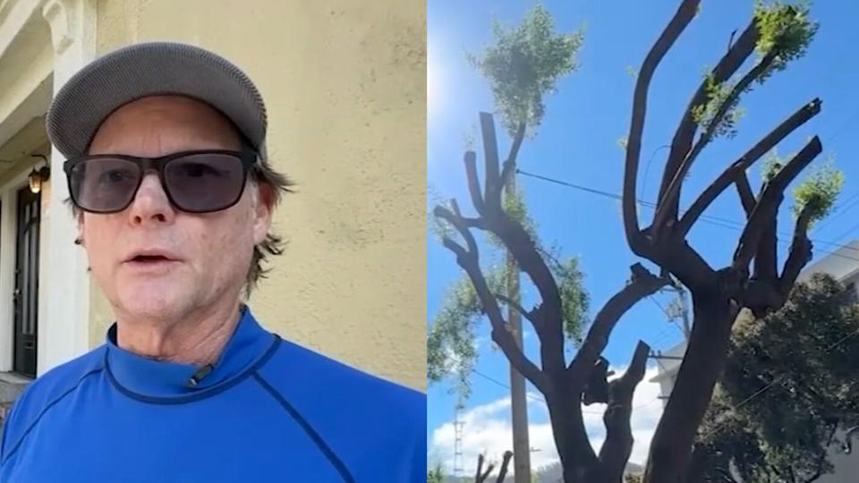 Image of man being interviewed beside an image of pruned trees