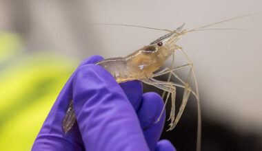 Predicting Harmful Algal Blooms and Toxicity in the San Francisco Estuary