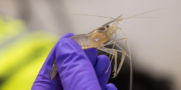 Predicting Harmful Algal Blooms and Toxicity in the San Francisco Estuary