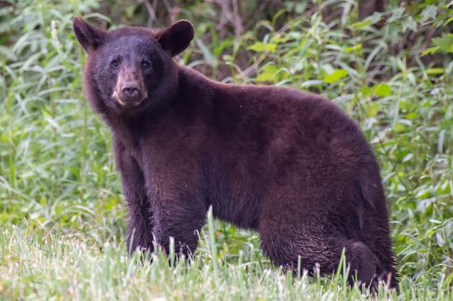 If you spot a black bear, keep your distance.