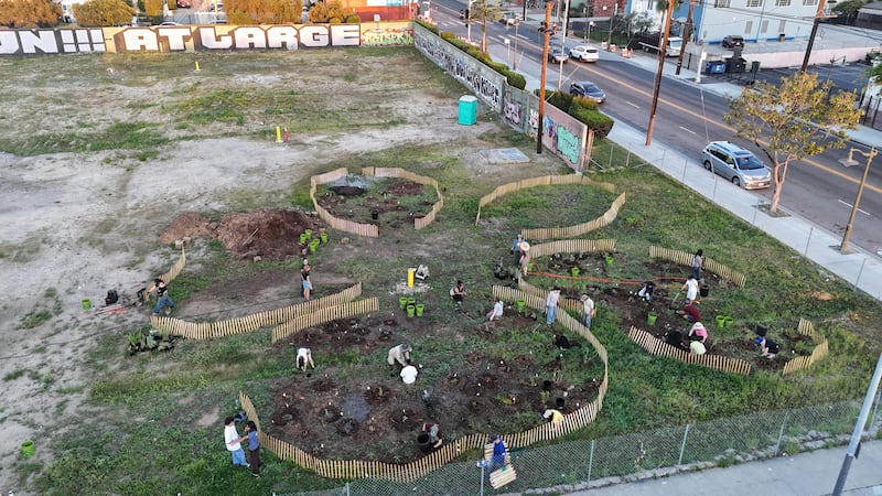 An overhead view of the garden on March 14, 2026, designed with five ‘petals’ in the shape of a flower. Each petal has its own plant community: two for California native grasses, two for coastal sage scrubs, and one for desert plants. As of the planting day in March, three of the five petals are planted. (Photo courtesy of Test Plot)