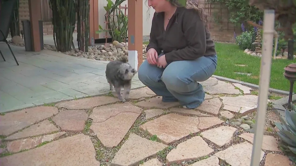 Michelle Bluestone was reunited with her dog, Lola, five years after the Schnauzer mix went missing in Reseda. (KTLA)