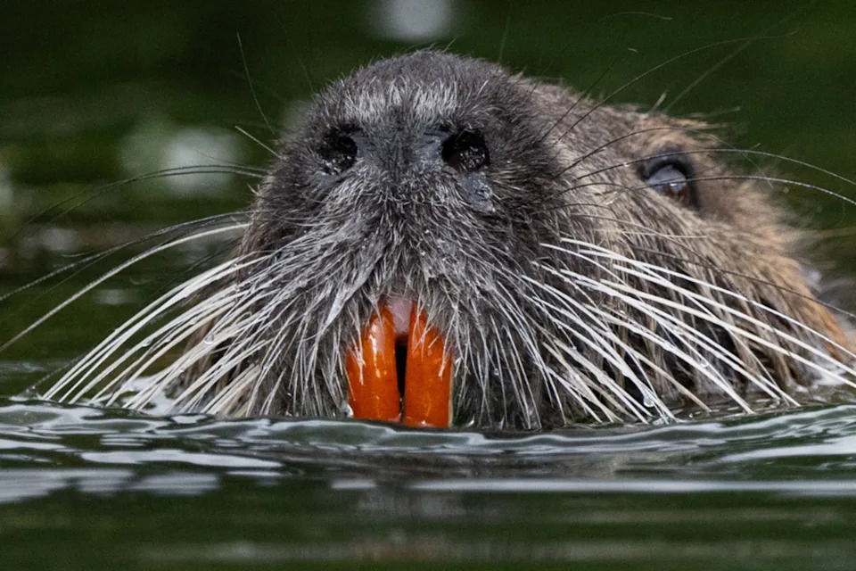 Nutria found in California are genetically linked to a population in central Oregon, suggesting they were illegally reintroduced by humans decades after being eradicated in the 1970s, officials said this week (Getty Images)