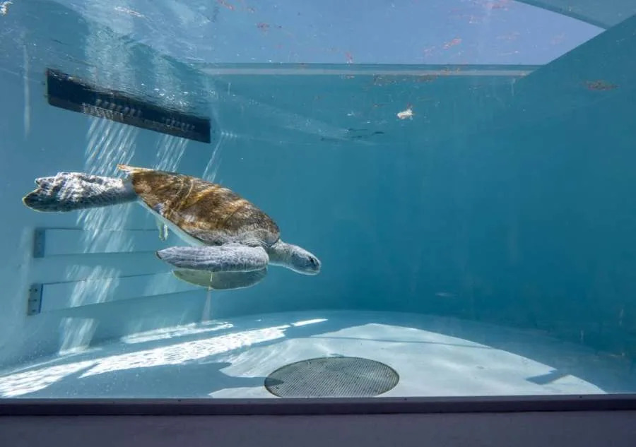 Rescued green sea turtle named Meatloaf swims inside a rehabilitation tank at the Aquarium of the Pacific in Long Beach after being treated for injuries caused by fishing line entanglement.