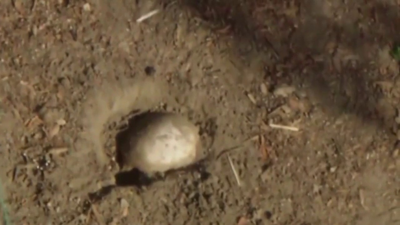 Human skull discovered in Long Beach park
