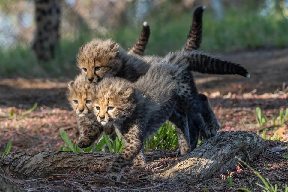 The San Diego Zoo Safari Park has revealed the names of four cheetah cubs born in January 2026. (Credit: San Diego Zoo Wildlife Alliance)