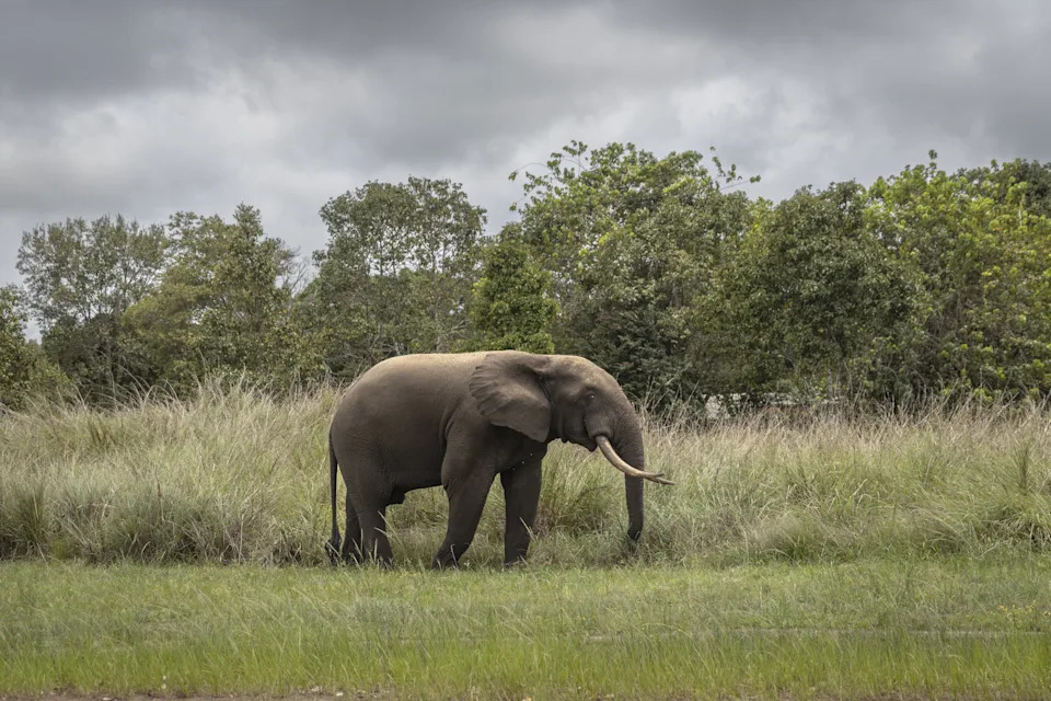 A forest elephant walking through a clearing in Gamba, Gabon