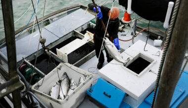 Commercial salmon fishing to open in California for the first time since 2022 as population rebounds