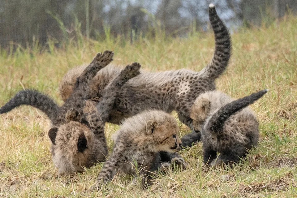 The San Diego Zoo Safari Park has revealed the names of four cheetah cubs born in January 2026. (Credit: San Diego Zoo Wildlife Alliance)
