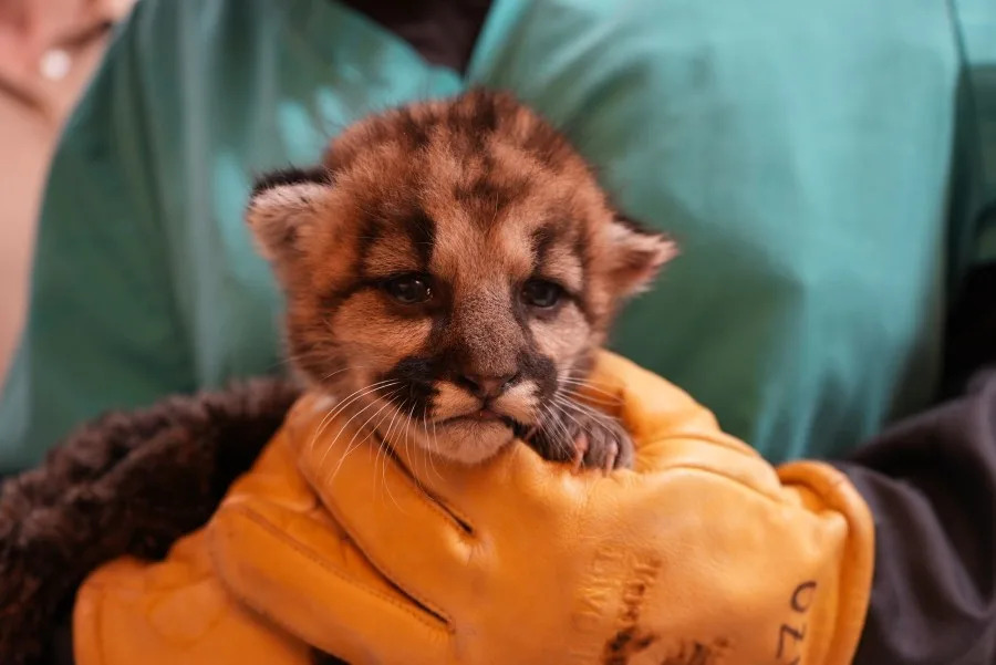 Three-week-old rescued mountain lion cub being bottle-fed and treated by veterinary staff at Oakland Zoo.