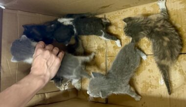 A Fresno County detective rescued six stranded kittens from an attic crawl space in Selma. (Fresno County SO)