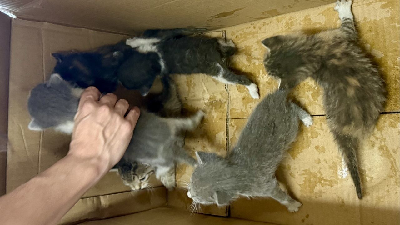 A Fresno County detective rescued six stranded kittens from an attic crawl space in Selma. (Fresno County SO)