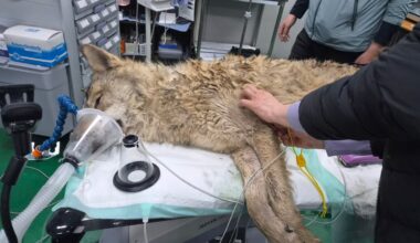 South Korea escaped wolf returned to zoo – NBC Los Angeles